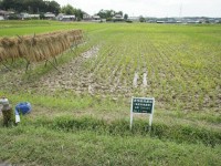 無肥料で育つの？