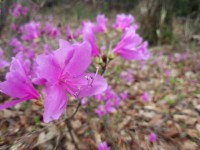 コバノミツバツツジ