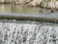 天白川でナマズ発見！