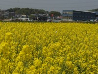 菜の花畑