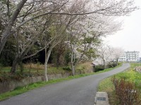 三本木川沿いの桜
