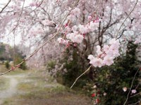 日進市の桜　穴場　総合運動公園裏