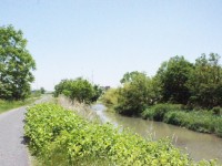 山菜が採れる天白川