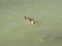 三ツ池のカモと鯉