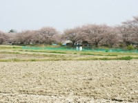 岩崎側の散歩道