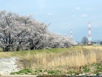天白川の桜並木