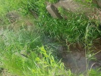 折戸の田んぼ横、わき水