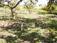 名古屋豊田線の予定