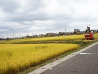 稲刈りが忙しい