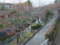 桜並木の散歩道