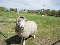 ひつじさんが追加されました