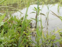 かえるの歌が・・・