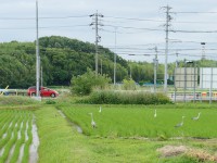 動物園状態の田んぼ