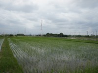 野方町の田んぼ