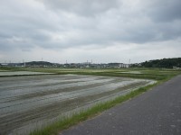 本郷町の田んぼ